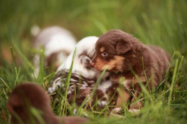 Kahverengi ve beyaz köpek yavrusu diğer yavrularla birlikte çimlerde yatıyor. Yavruların hepsi farklı boyutlarda ve renklerde.