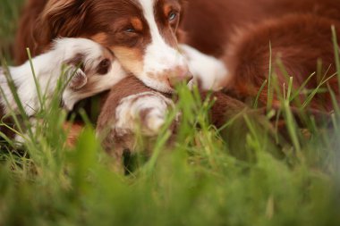Köpek kafası başka bir köpeğin kafasında çimlerin üzerinde yatıyor. Sahne huzurlu ve sakin.