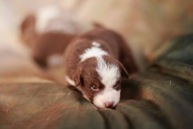 Kahverengi ve beyaz köpek yavrusu yeşil bir battaniyenin üzerinde yatıyor. Yavru köpek kameraya tuhaf bir ifadeyle bakıyor.