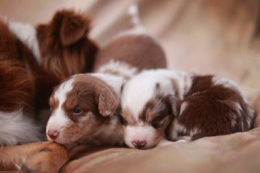 İki köpek yavrusu bir yatakta uyuyor. Biri kahverengi ve beyaz, diğeri kahverengi ve beyaz.