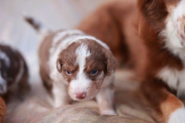 Yavru köpek, annesi ve kardeşleriyle birlikte bir yatakta duruyor. Yavru köpek kahverengi ve beyaz, mavi gözlü.