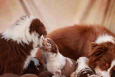 Yavru köpek sürüsü uzanıyor ve biri diğerini yalıyor. Manzara neşeli ve sevecendir.
