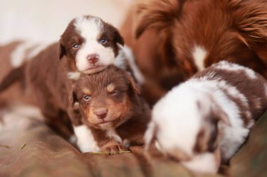 Bir grup köpek yavrusu bir yatakta yatarken, içlerinden biri kameraya bakıyor.