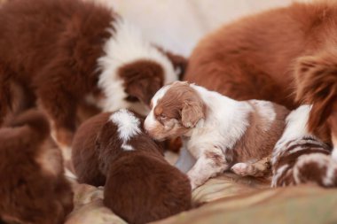 Bir grup köpek yavrusu bir yatakta yatıyor, bir tanesi emziriyor. Yavrular kahverengi ve beyaz ve birbirlerine eşlik etmekten zevk alıyor gibi görünüyorlar.