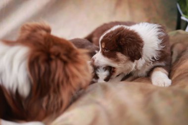 Kahverengi ve beyaz köpek yavrusu diğer iki yavruyla birlikte bir battaniyenin üzerinde yatıyor. Diğer iki köpek yavrusu birlikte oynarken kahverengi köpek yavrusu diğer köpekten emziriyor. Sahne çok rahat.