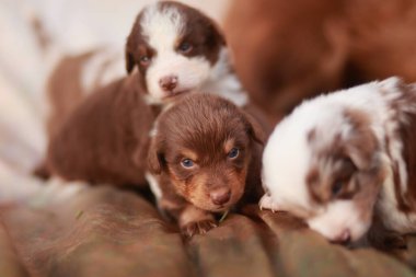 Üç köpek yavrusu bir yatakta yatıyor, biri kahverengi ve beyaz. Yavruların hepsi çok tatlı ve birbirlerine eşlik etmekten hoşlanıyorlar.