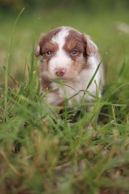 Yavru köpek çimlerin üzerinde duruyor. Köpek yavrusu kahverengi ve beyazdır. Yavru köpek kameraya bakıyor.