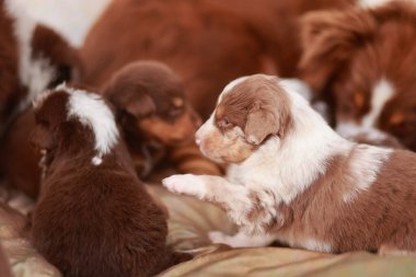Yavru köpek grupları birlikte oynuyorlar, içlerinden biri ayağa kalkıyor ve patisini sallıyor. Yavrular kahverengi ve beyaz ve hepsi bir yatakta yatıyor. Sahne neşeli ve neşeli.