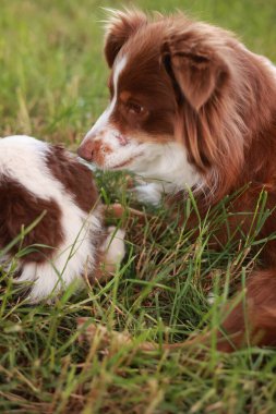 Kahverengi ve beyaz köpek çimenlerde uzanıyor ve başka bir köpeğe bakıyor. Sahne huzurlu ve sakin.