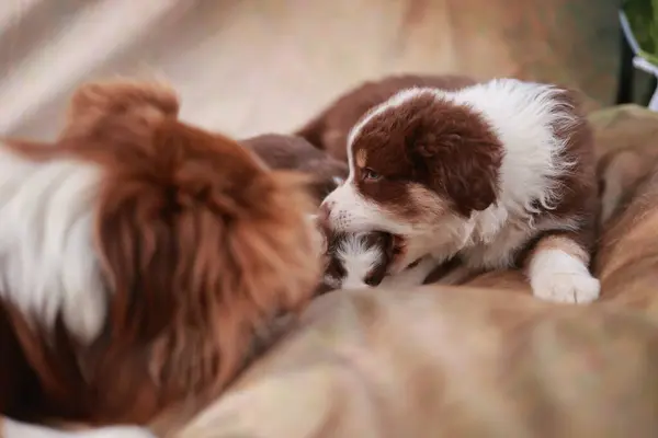 Kahverengi ve beyaz köpek yavrusu diğer iki yavruyla birlikte bir battaniyenin üzerinde yatıyor. Diğer iki köpek yavrusu birlikte oynarken kahverengi köpek yavrusu diğer köpekten emziriyor. Sahne çok rahat.