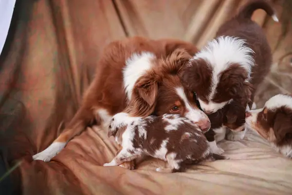 Üç yavru bir kanepede oynuyor. Yavrulardan biri yerde yatarken diğer ikisi kanepede yatıyor.