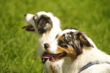 İki köpek çimenli bir arazide oturuyor, biri mavi bir tasma takıyor. Köpekler kameraya bakıyor ve dışarıda eğleniyor gibi görünüyorlar..