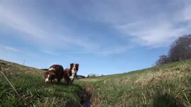 Çimenli bir arazide iki köpek yürüyor. Gökyüzü mavi ve hiç bulut yok.