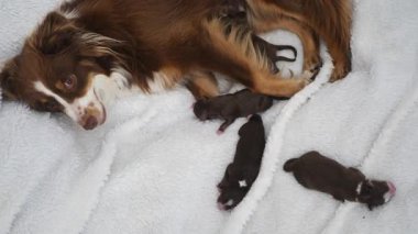 Bir anne köpek yavrularıyla birlikte battaniyeye uzanıyor. Yavruların hepsi farklı boyutlarda ve battaniyenin üzerinde yan yana yatıyorlar..