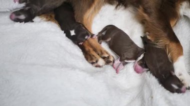 Bir anne köpek yavrularıyla birlikte bir yatakta uzanıyor. Yavruların hepsi uyuyor ve anne köpek onlara bakıyor..
