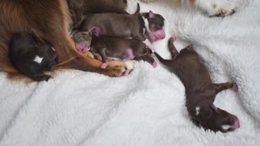 Anne bir köpek yavrusuyla beyaz bir battaniyeye uzanıyor. Yavruların hepsi farklı boyutlarda ve renklerde ve hepsi uyuyor. Huzurlu ve iç açıcı bir sahne..