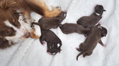 Anne bir köpek yavrularını emziriyor. Yavruların hepsi kahverengi ve beyaz..