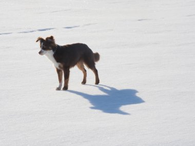 Bir köpek karın üzerinde duruyor, kameraya bakıyor. Görüntü huzurlu ve sakin, çünkü köpek karda yalnız ve anın tadını çıkarıyor..