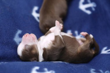 Küçük çapa tasarımlı mavi bir battaniyenin üzerinde uyuyan bir köpek yavrusu. Yavru köpek kahverengi ve beyaz.