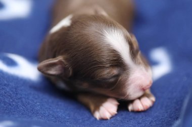 Küçük kahverengi ve beyaz bir köpek yavrusu mavi bir battaniyenin üzerinde uyuyor. Yavru köpek kıvrılır ve başını patilerinin üzerinde dinlendirir. Yavru köpek sarılıp yatarken sıcaklık ve rahatlık kavramı.