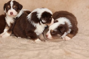 Üç köpek yavrusu bir battaniyenin üzerinde yatıyor, bunlardan biri kameraya bakıyor. Yavrular kahverengi ve beyaz ve birbirlerine eşlik etmekten zevk alıyor gibi görünüyorlar.