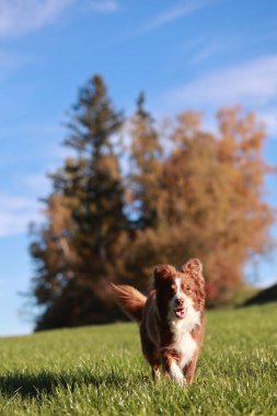 Çimenli bir alanda kahverengi ve beyaz bir köpek koşuyor. Gökyüzü mavi ve arka planda ağaçlar var. Köpeğin keyfi yerinde ve keyfi yerinde görünüyor.. .