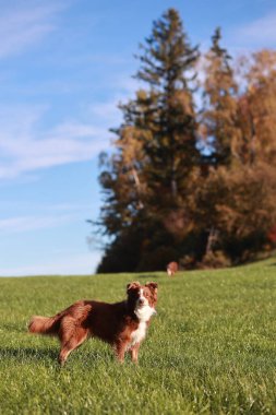 Kahverengi ve beyaz bir köpek otlak bir alanda duruyor. Gökyüzü mavi ve arka planda ağaçlar var.. .