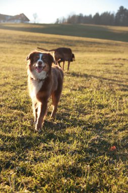 Köpek, arkasında başka bir köpekle bir tarlada yürüyor. Köpek kahverengi ve beyaz ve mutlu.