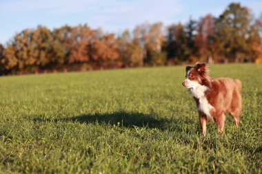 Kahverengi ve beyaz bir köpek otlak bir alanda duruyor. Köpek sola bakıyor.. .