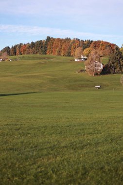 Ortasında ağaç olan büyük bir çim tarlası. Tarla evler ve banklarla çevrili.. .