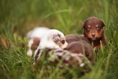 Bir grup köpek yavrusu çimlerin üzerinde yatıyor. Bir tanesi öfkeyle kameraya bakıyor.