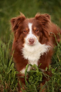 Kahverengi ve beyaz köpek çimlerin üzerinde yatıyor. Köpek tuhaf bir ifadeyle kameraya bakıyor.