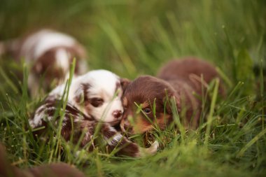Bir grup köpek yavrusu çimenlerde oynuyorlar. Yavrulardan biri yeşil bir oyuncak tutuyor.