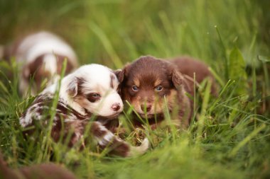 İki sevimli yavru otların üzerinde dinleniyor, birinin kafasında beyaz bir nokta ve diğerinde kahverengi bir leke var. Sahne huzurlu ve huzurlu. Yavrular mutlu ve rahat görünüyor.