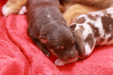 İki köpek yavrusu kırmızı bir battaniyenin üzerinde uyuyor. Biri kahverengi ve diğeri beyaz. Battaniye yumuşak ve rahat.