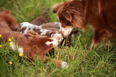Çimenli bir alanda oynayan bir grup köpek. Köpeklerden biri bir köpek yavrusu. Yavrular birbirleriyle oynuyorlar ve biri diğerini yalıyor.