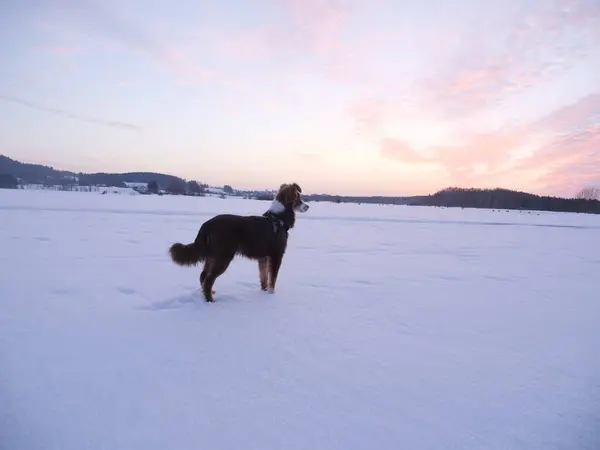 Güzel, mutlu, karlı, sakin, gözleri kapalı ve gün batımında ağaçları aydınlatan bir köpek..