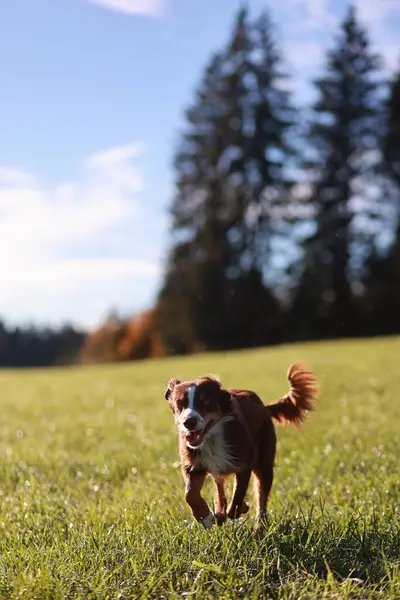 Kahverengi ve beyaz bir köpek çimenli bir arazide koşuyor. Köpek mutlu ve enerjik, dışarıda eğleniyor. Alan ağaçlarla çevrili, huzurlu ve huzurlu bir atmosfer yaratıyor.. .