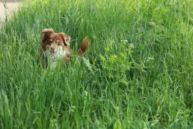 Kahverengi köpek çim tarlasında. Köpek kameraya bakıyor ve çok mutlu.