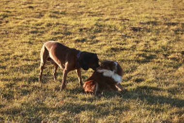 İki köpek bir tarlada oynuyor, biri yerde yatıyor. Sahne neşeli ve neşeli.
