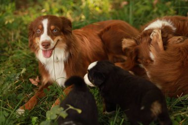 Bir köpek diğer iki köpekle birlikte çimlerin üzerinde yatıyor. Köpek gülümsüyor ve mutlu.. .