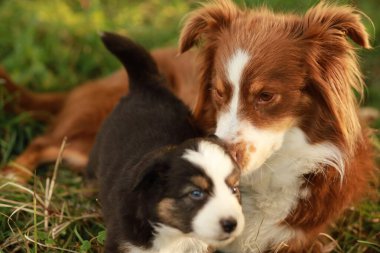 Küçük kahverengi ve beyaz bir köpek daha büyük kahverengi ve beyaz bir köpeğin yanında çimenlerin üzerinde uzanıyor. Küçük köpek büyük köpeğe bakıyor, muhtemelen rahatlık ya da korunma arıyor.. .