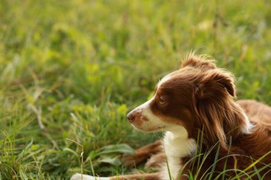 Kahverengi ve beyaz bir köpek çimlerin üzerinde uzanıyor. Köpek sağına doğru bakıyor. Çimler yemyeşil ve yemyeşil. .