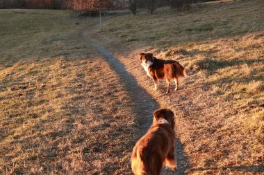 İki köpek tarlada kirli bir yolda yürüyor. Güneş batıyor, sahne üzerine sıcak bir parıltı saçıyor.