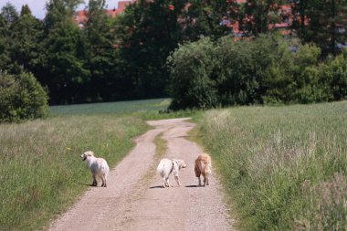 Çimenli bir arazide üç köpek toprak yolda yürüyor. Köpekler farklı boyutlarda ve türlerde ve yürüyüşlerinden zevk alıyor gibi görünüyorlar. Sahne huzurlu ve sakin, köpeklerle birlikte.