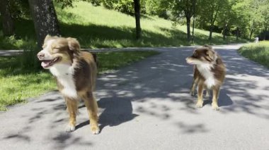 İki köpek yolda yürüyor, biri tasma takıyor. Köpekler hem kahverengi hem de beyaz. Yürüyüşlerinden zevk alıyor gibiler.