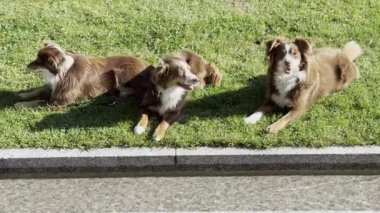 Üç köpek kaldırımın yanındaki çimlerin üzerinde yatıyor. Köpekler kahverengi ve beyaz.