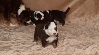 Bir grup köpek yavrusu battaniyenin üzerinde duruyor. Yavrulardan biri kahverengi ve beyaz. Yavruların hepsi kameraya bakıyor.