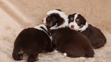 Üç köpek yavrusu bir kanepede uyuyor. Yavrular kahverengi ve beyaz. Çok tatlı ve huzurlular.