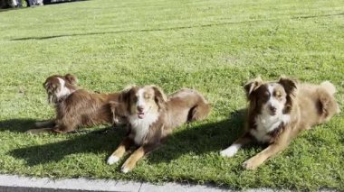 Parktaki çimlerin üzerinde üç köpek yatıyor. Köpekler kahverengi ve beyaz.